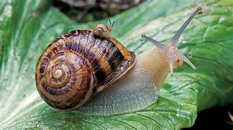 Will It Slip or Will It Grip: Scientists Ask, “What Is Snail Mucus?” – The Advanced Science ...