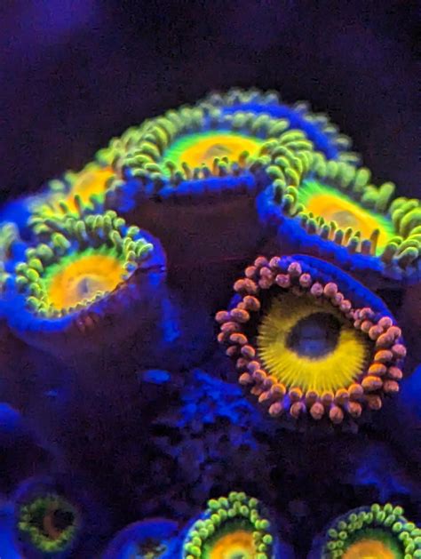 There are many types of zoanthid corals and many produce palytoxin ...