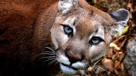 A western cougar dies at Grandfather Mountain wildlife habitat park