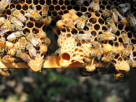 Q: Naturally occuring queen cells of different ages? | Beesource Beekeeping Forums