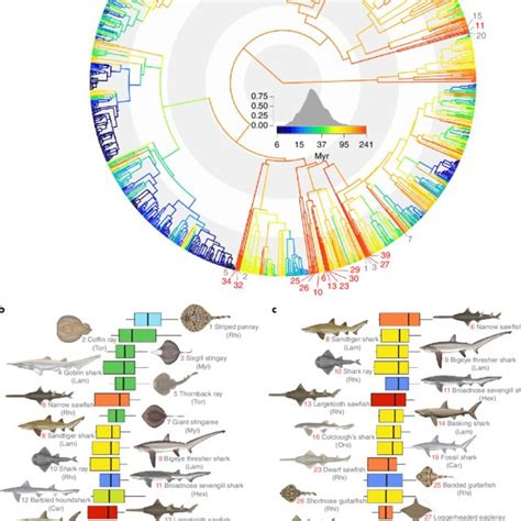 Global priorities for conserving the evolutionary history of sharks, rays and chimaeras ...