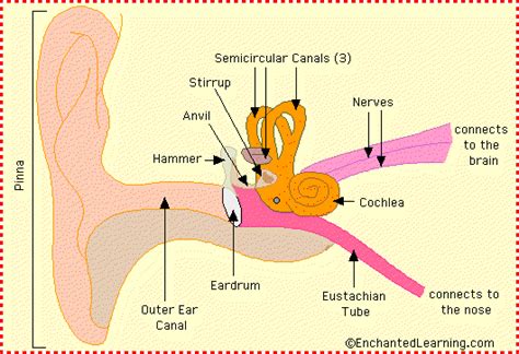 Ear Anatomy Diagram - EnchantedLearning.com