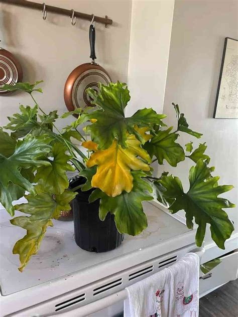 12 Causes of a Philodendron's Yellow Leaves (+ How to Fix It)