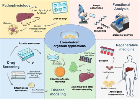 Frontiers | Liver organoids: From fabrication to application in liver ...