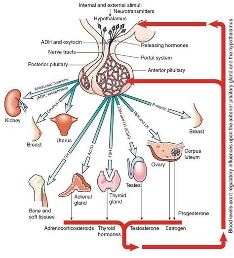 Disorders of the hypothalamic-pituitary axis | Nursing school survival ...