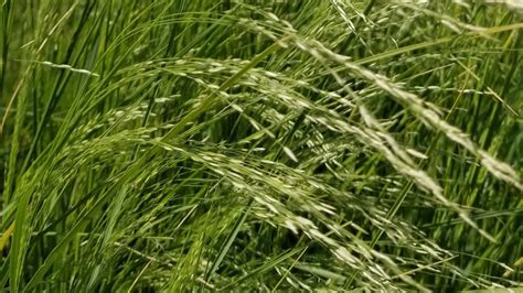 Teff: The grain UC Davis researchers want you to know about | plantbreeding