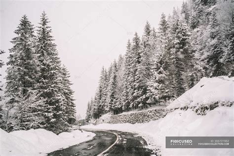 Snowy mountain road and trees — winter, wood - Stock Photo | #203721952