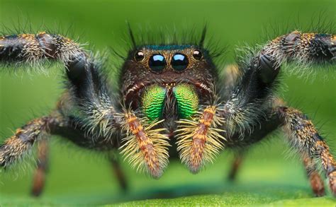 Phidippus audax | "Bold Jumper" (subadult) | Patrick Zephyr Photography