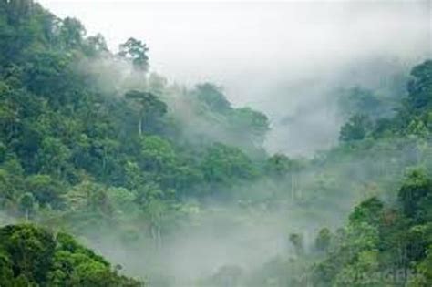 10 Facts about Congo Rainforest | Fact File