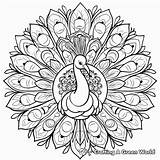 Peacock Mandala Coloring Pages  Free & Printable sketch template
