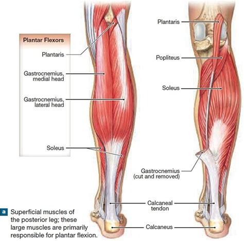 calf muscles anatomy | Calf muscle anatomy, Muscle diagram, Leg muscles ...