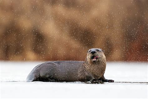 River Otter on Ice | Sean Crane Photography