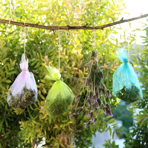 How to Dry Herbs & Save Seeds Easily - A Piece Of Rainbow