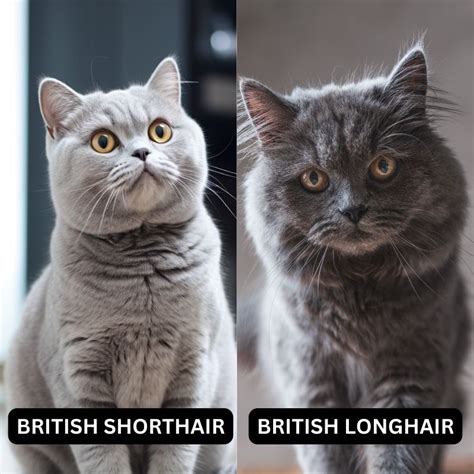 British Shorthair Breed Vs British Longhair Cat: A Comprehensive ...