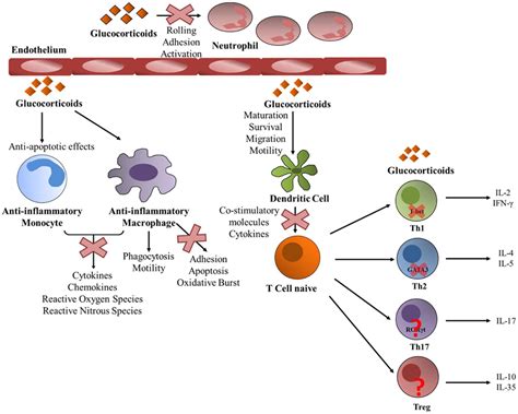 Frontiers | Regulatory and Mechanistic Actions of Glucocorticoids on T and Inflammatory Cells