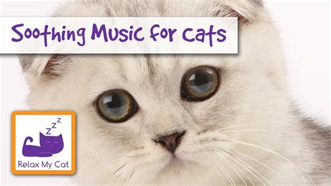 Soothe Your Cat With Relaxing Music - YouTube