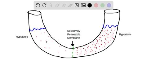 SOLVED: Explain how this experiment models a cell membrane. Use the ...