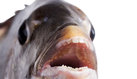 The Craziest Types of Fish Teeth-fish that have teeth | Delta Dental of New Jersey