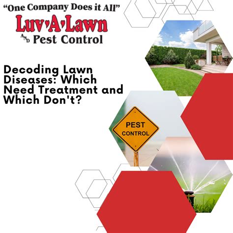 Lawn Diseases: Treatment Options & Prevention Tips