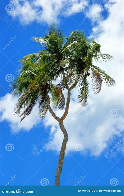 Double-headed Coconut Tree on Tongatapu Island in Tonga Stock Image ...