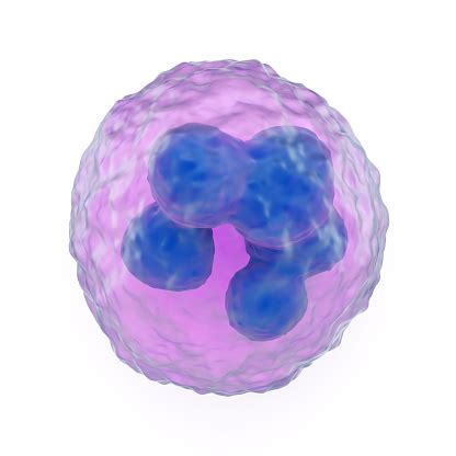 Granulocyte Stock Photo - Download Image Now - iStock