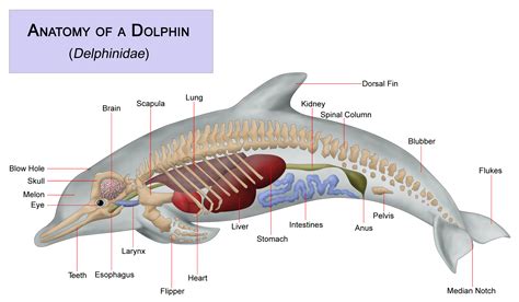 File:Dolphin anatomy.png - Wikipedia, the free encyclopedia