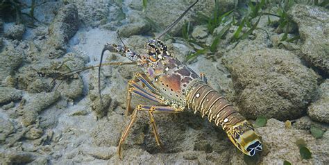 The Caribbean Spiny Lobster and Other Unique Crustaceans - Caribbean ...