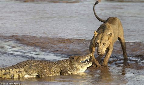 “The Ultimate Food fіɡһt: Group of Lions Confront a fіeгсe Crocodile in ...