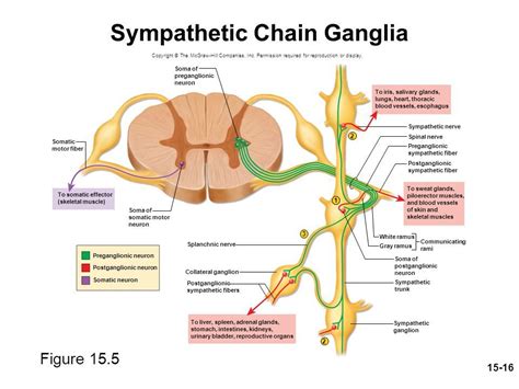 Pin by Madison Michel on Gross Anatomy | Nervous system anatomy, Brain ...