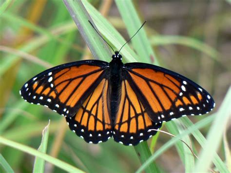 Viceroy (Illinois Butterflies - Common Species) · iNaturalist