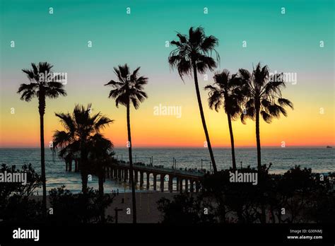 Palm trees over the Manhattan Beach and Pier on sunset in Los Angeles ...