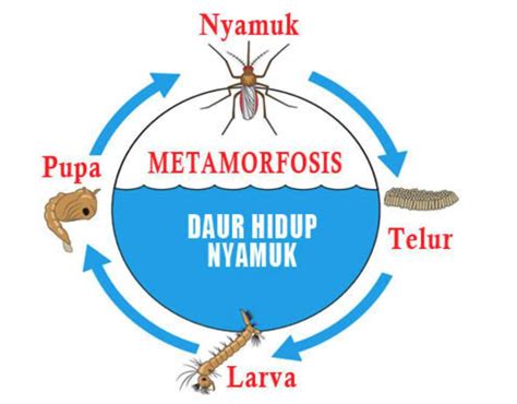 Siklus Hidup Nyamuk Betina Dewasa - Cara Mengusir Nyamuk