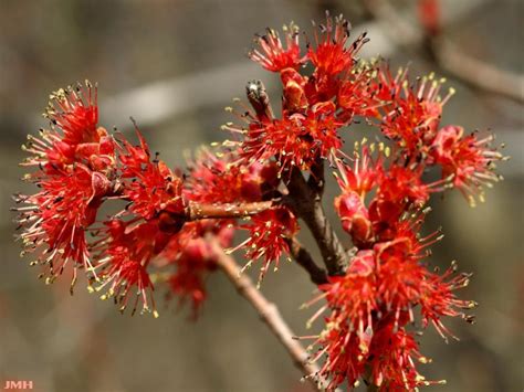 Red maple | The Morton Arboretum