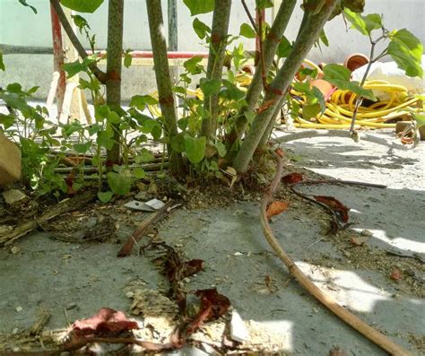 PICTURES OF JAPANESE KNOTWEED DAMAGE