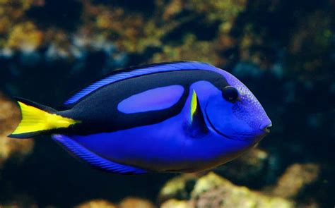 Blue Tang Fish