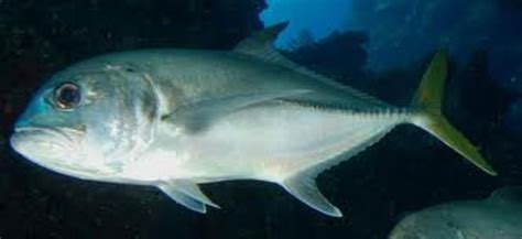 Crevalle Jack Information and Picture | Sea Animals