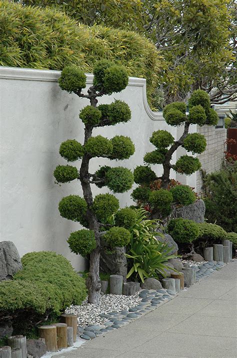 San Jose Juniper (Juniperus chinensis 'San Jose (ball form)') in ...