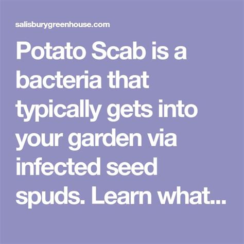 Pin on potato scab