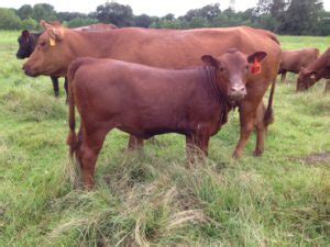 10 Best Grass-Fed, Grass-Finished Cattle Breeds – Brainz