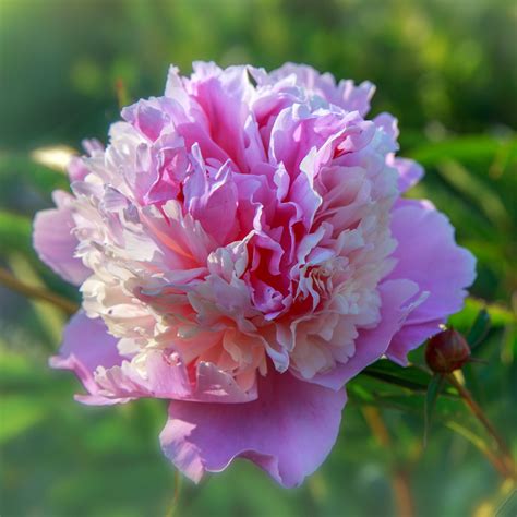 Peony Sorbet (Bareroot) Pink - Walmart.com