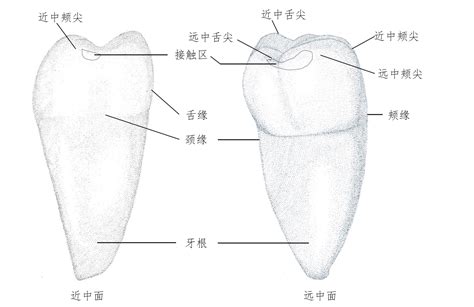 (四)下颌第二磨牙-牙体组织与解剖形态彩色图谱-医学