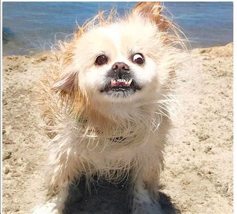 50 Dogs So Ugly They're Actually Cute — Best Life