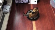 Cat On Roomba Gif GIFs | Tenor