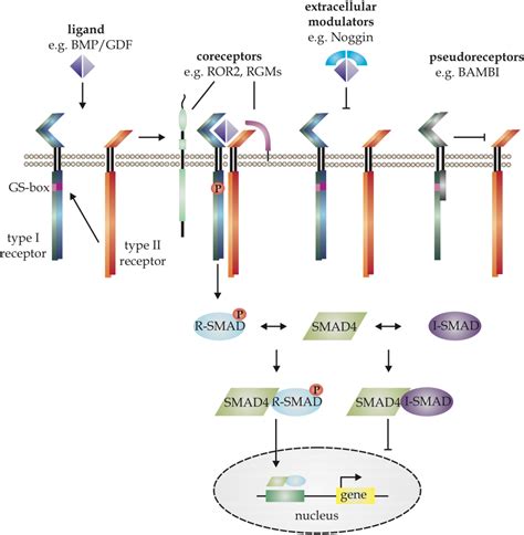 Missense Mutations in GDF-5 Signaling: Molecular Mechanisms Behind ...