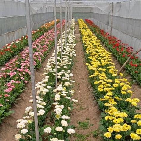 Cut Flower Farming Profit In India | Best Flower Site