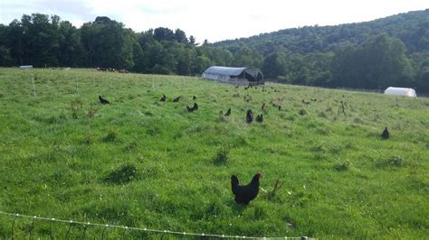 Pastured Poultry Producers Conference Online | Beginning Farmers