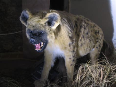 Google Image Result for http://upload.wikimedia.org/wikipedia/commons/3/36/Cave_hyena.JPG ...