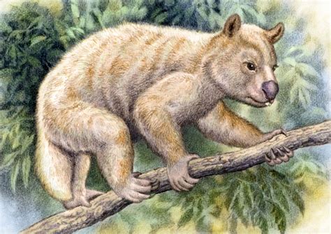 Art illustration - Prehistoric Mammals - Nimbadon: is an extinct genus of marsupial mammal or ...