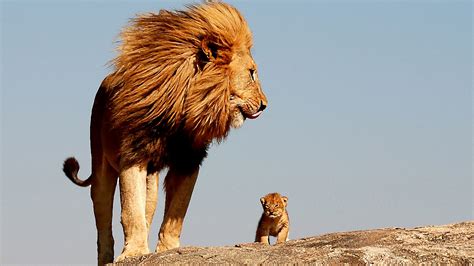 Lion And Cub Standing On Rock With Background Of Blue Sky HD Lion Wallpapers | HD Wallpapers ...