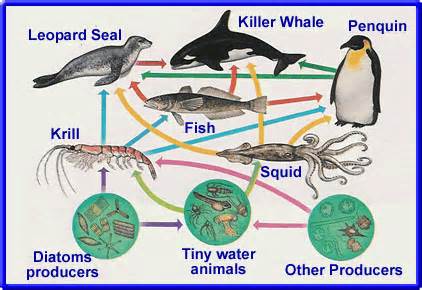 Food Web Of The Ocean | Decomposers - Organisms that break down wasteand dead organisms to ...